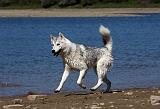 SIBERIAN HUSKY 606
